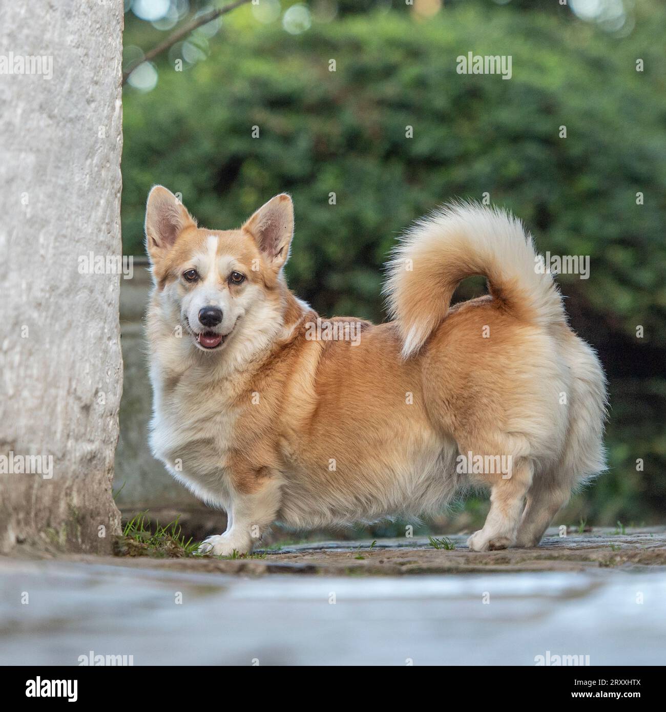 Pembroke Corgi Banque D'Images
