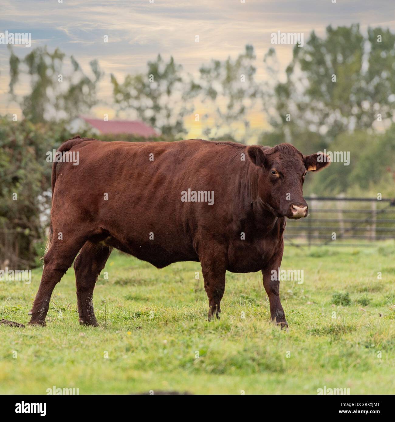 Vache Sussex Banque D'Images