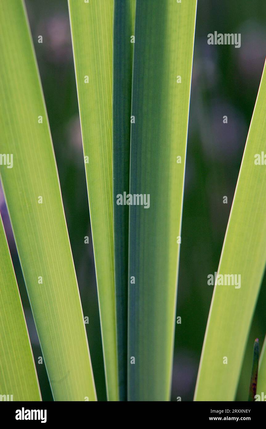 Cattail à feuilles étroites (Typha angustifolia), feuilles Banque D'Images