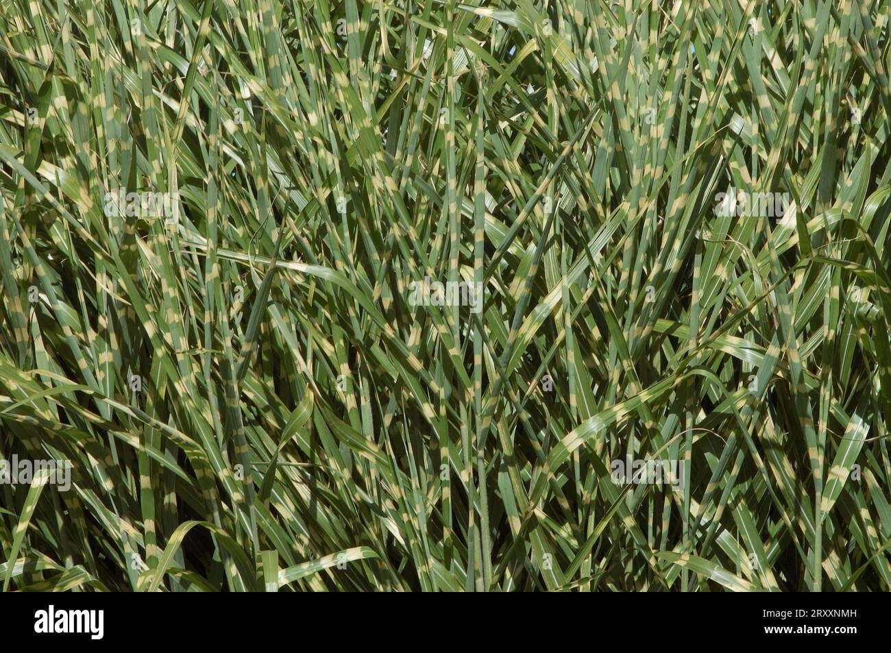 Zébrée (Miscanthus sinensis 'Zebrinus') Banque D'Images