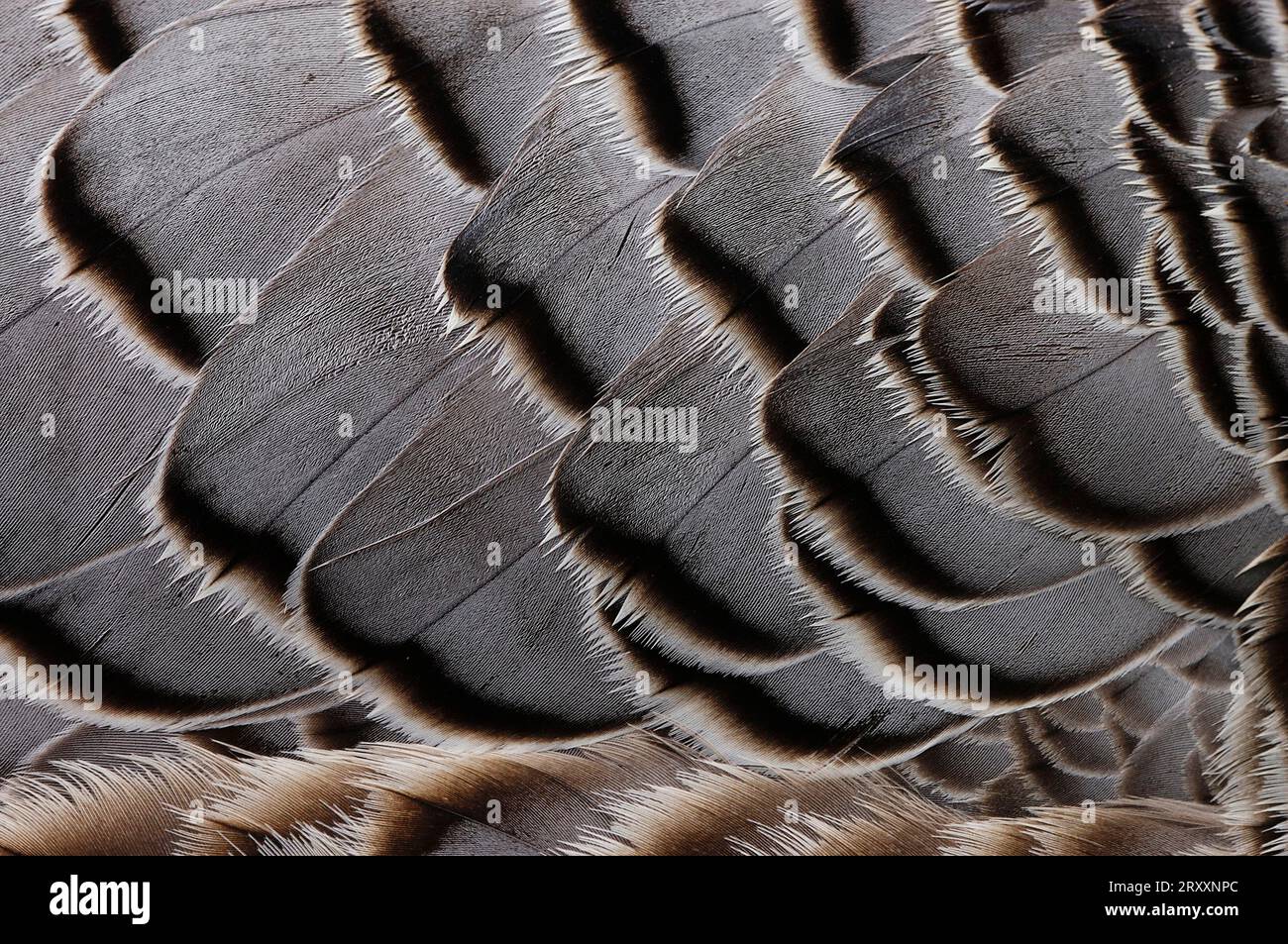 Oie empereur (Chen canagica) détail du plumage (Philacte canagicus) Banque D'Images