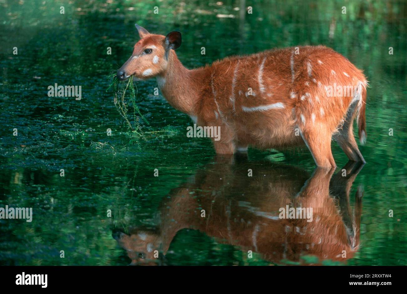 Sitatunga, femelle, mangeant des plantes aquatiques (Tragelaphus spekei) Banque D'Images