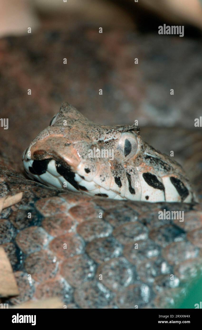 Additionneur commun de la mort (Acanthophis antarcticus) Banque D'Images