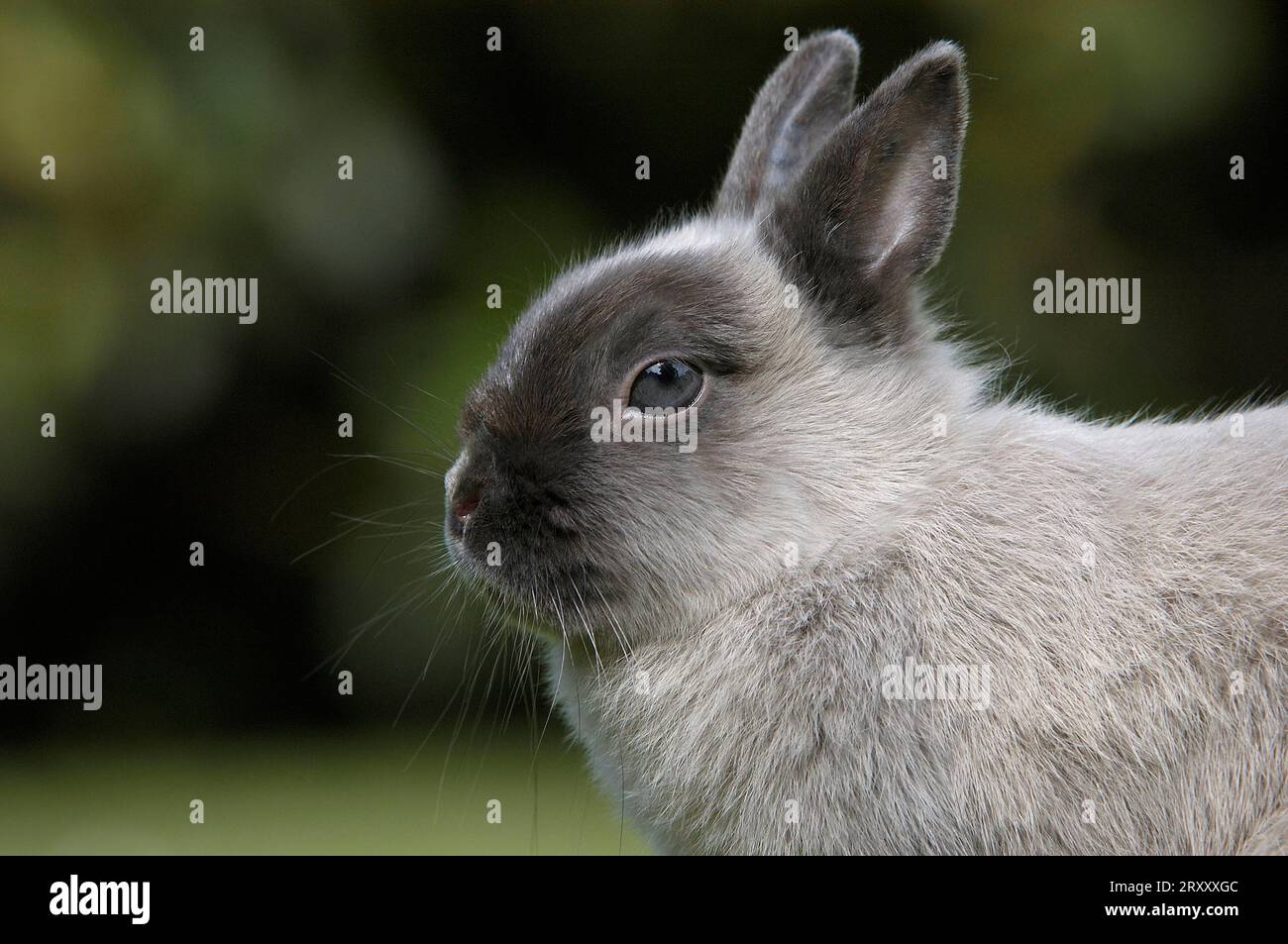 Lapin nain, lapin nain, couleur bleu martre nain, lapin, lapin domestique, profil, côté, extérieur, extérieur Banque D'Images