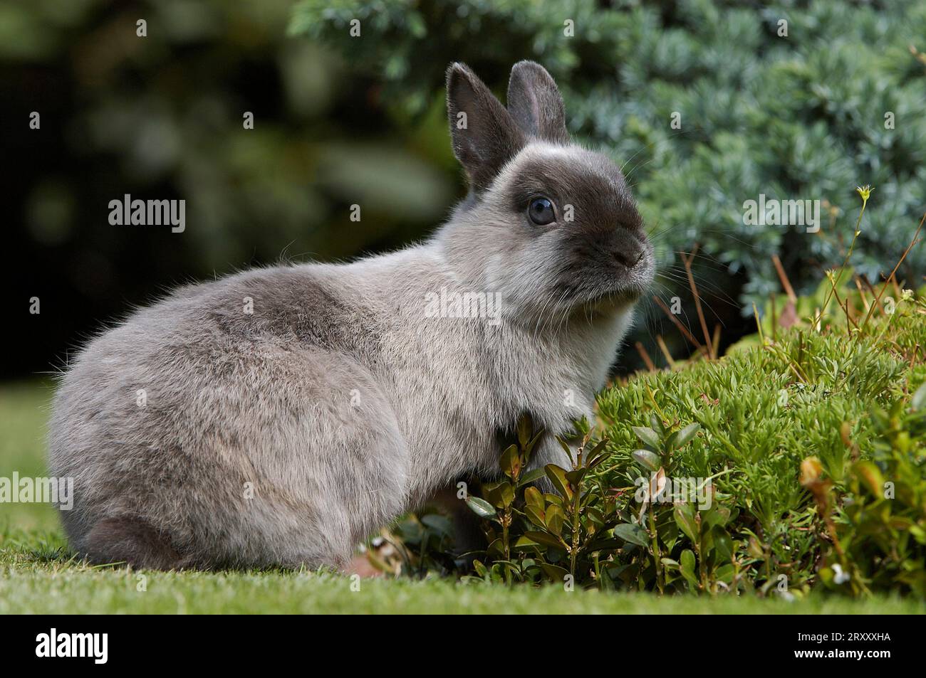 Lapin nain, lapin nain, couleur bleu martre nain, lapin, lapin de maison, extérieur, extérieur Banque D'Images