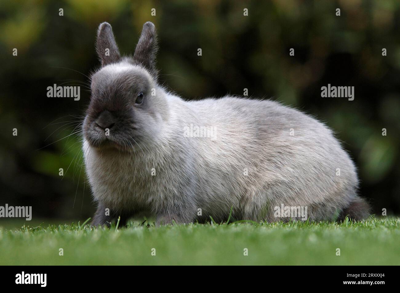 Lapin nain, lapin nain, couleur bleu martre nain, lapin, lapin de maison, extérieur, extérieur Banque D'Images