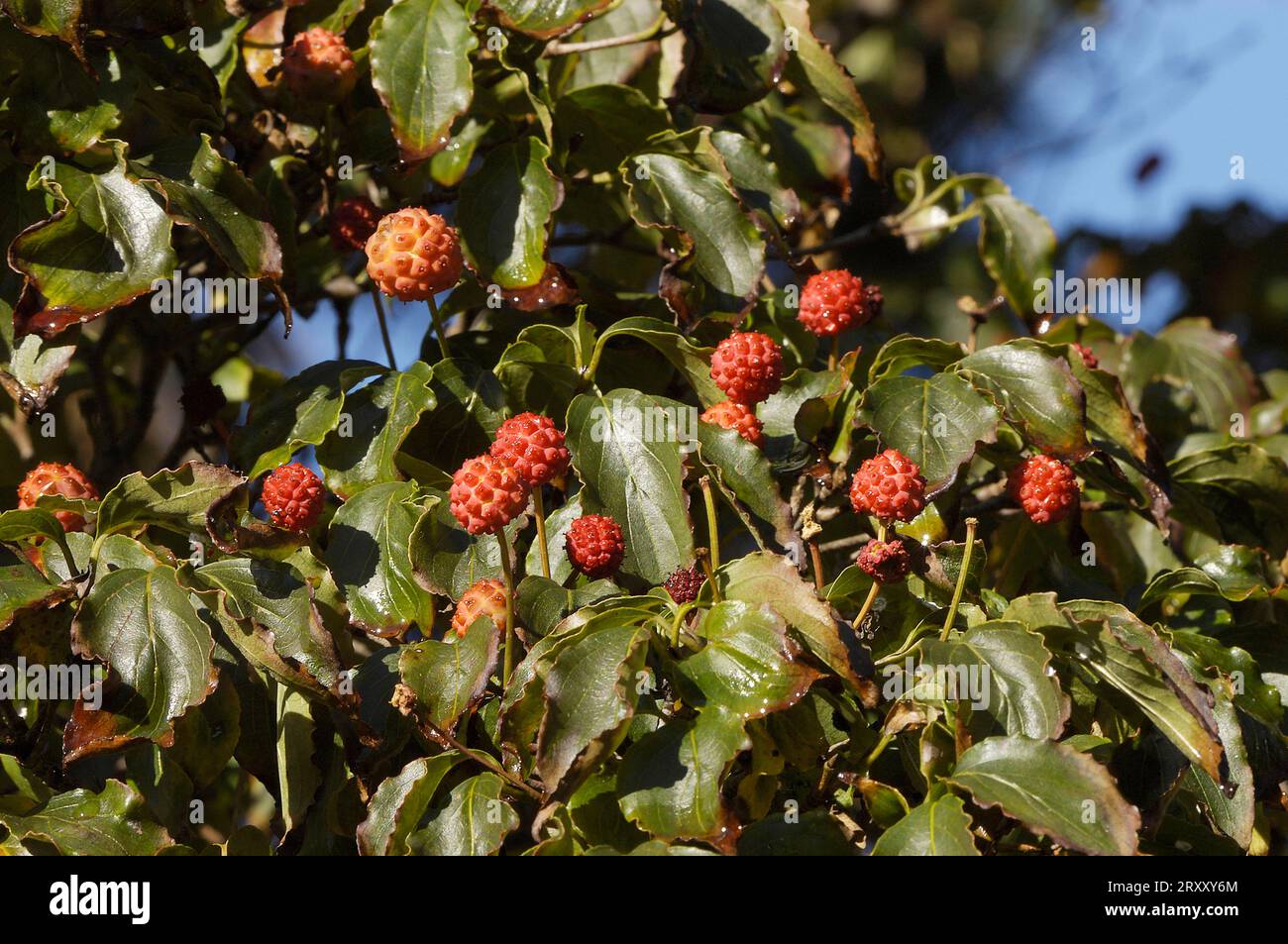 Kousa Dogwoods (Cornus Kousa), kousa Dogwood, fruits, Dogwood japonais, famille Dogwood, Cornaceae Banque D'Images