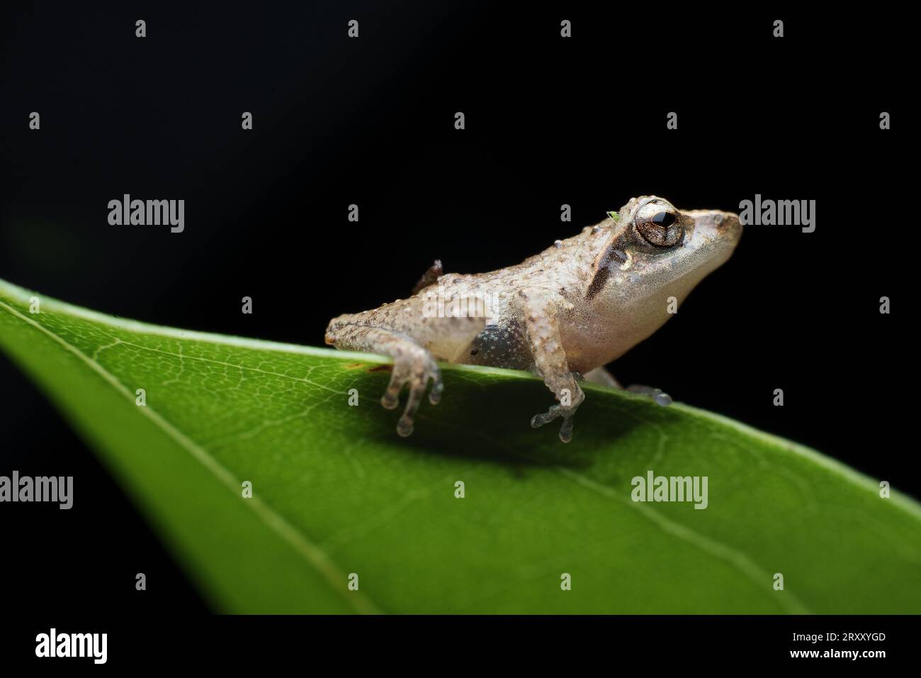 Jerdons Bush Frog Macro Photographie Banque D'Images