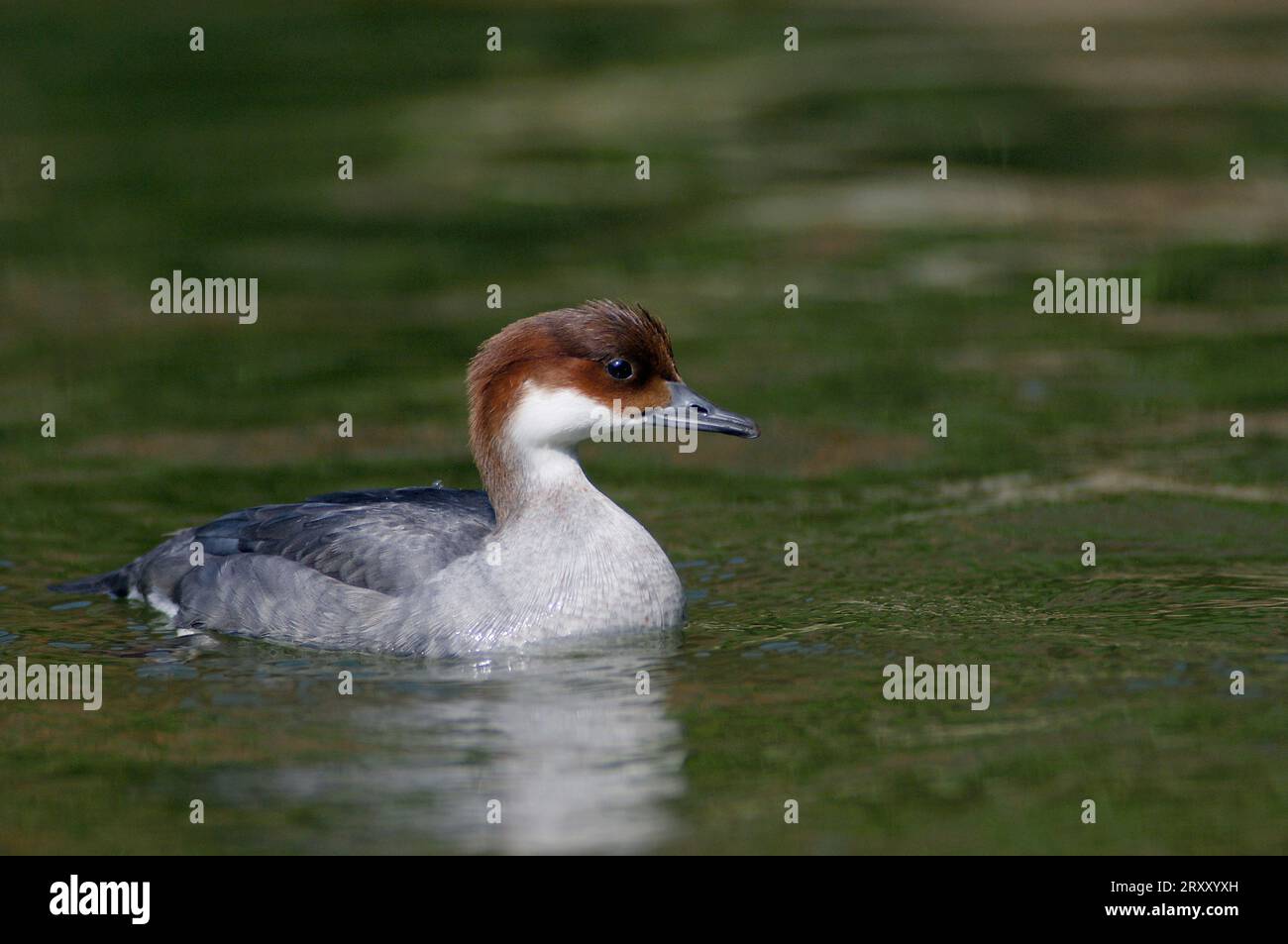 SMEW (Mergus albellus), femelle (Mergellus albellus) Banque D'Images