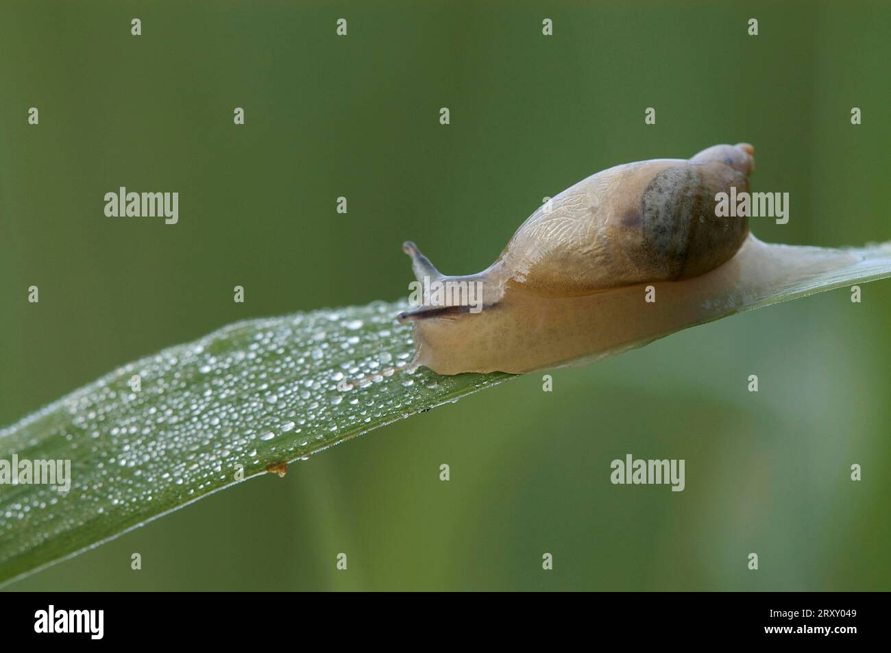 Escargot ambré, escargot ambré commun (Succinea putris), Allemagne Banque D'Images