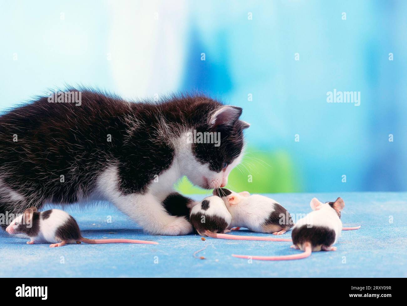 Chat domestique, chatons et souris colorées Banque D'Images