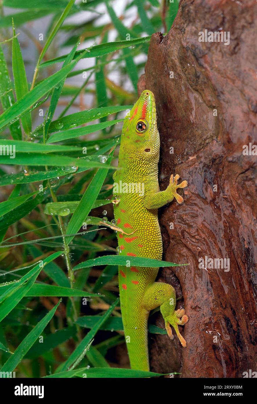 Gecko géant de Madagascar (Phelsuma madagascariensis jour grandis) Banque D'Images