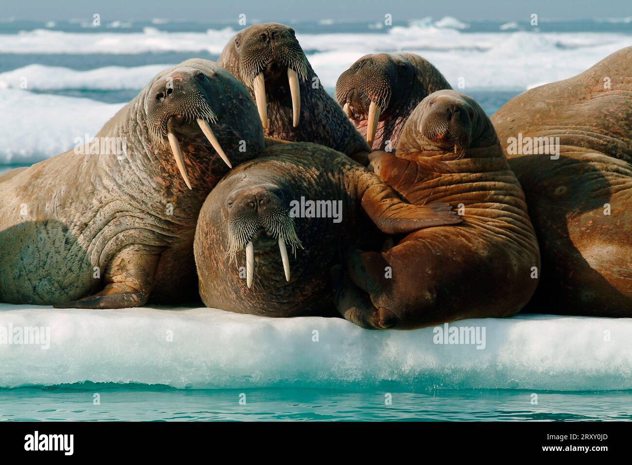 Morses sur banquise, territoire du Nunavut, Canada, morses (Odobenus rosmarus) sur banquise, Arctique, Arctique, Canada Banque D'Images