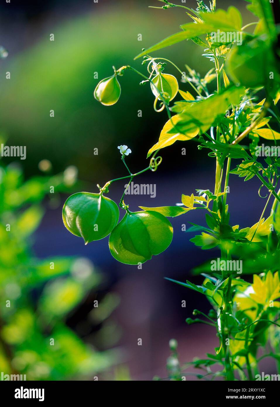 Plante de ballon, plante de ballon (Cardiospermum halicabium) , , Banque D'Images