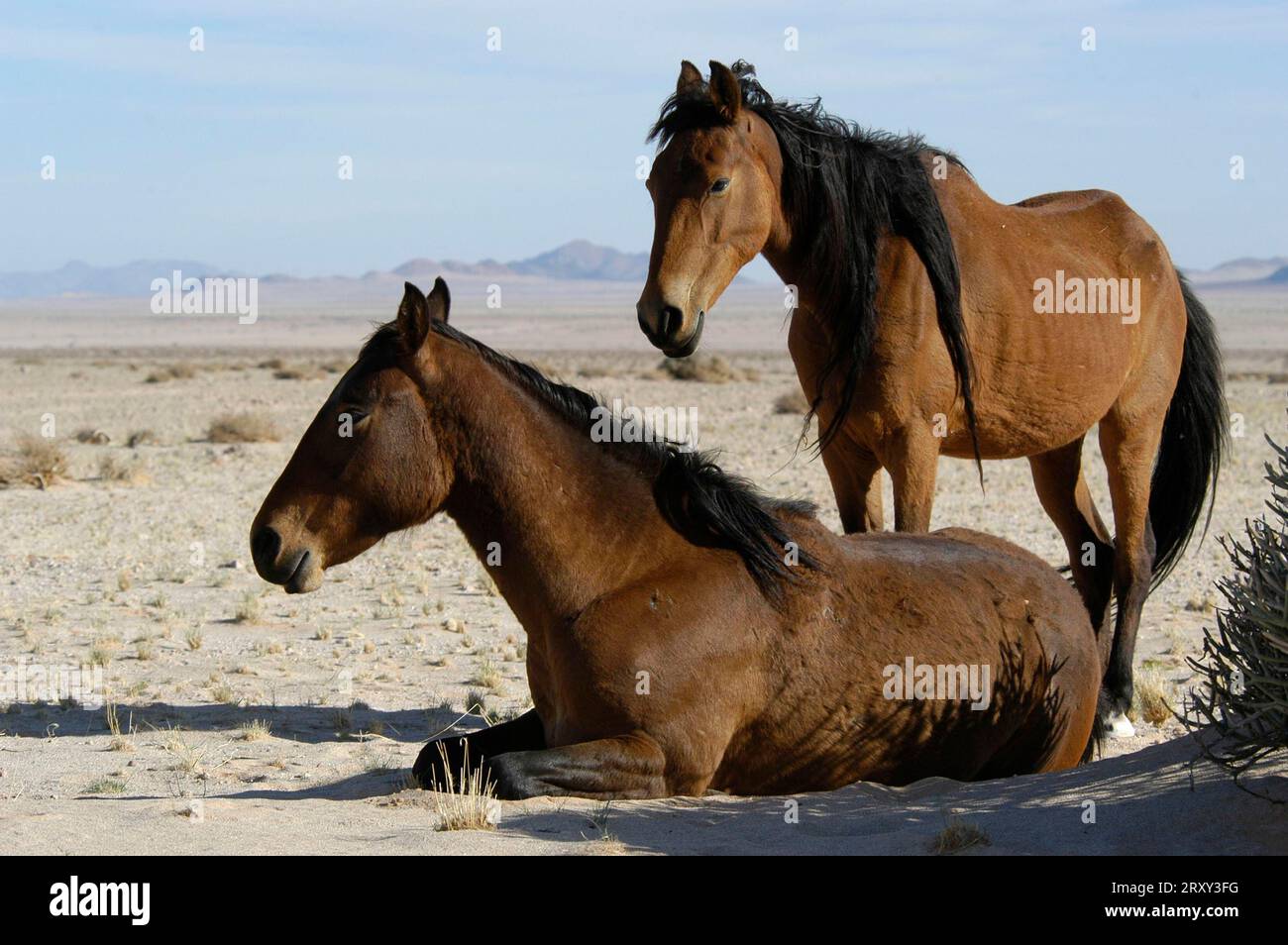 Wildhorses, cheval du désert, ia, Namib Naukluft Park, Namibie, Afrique Banque D'Images