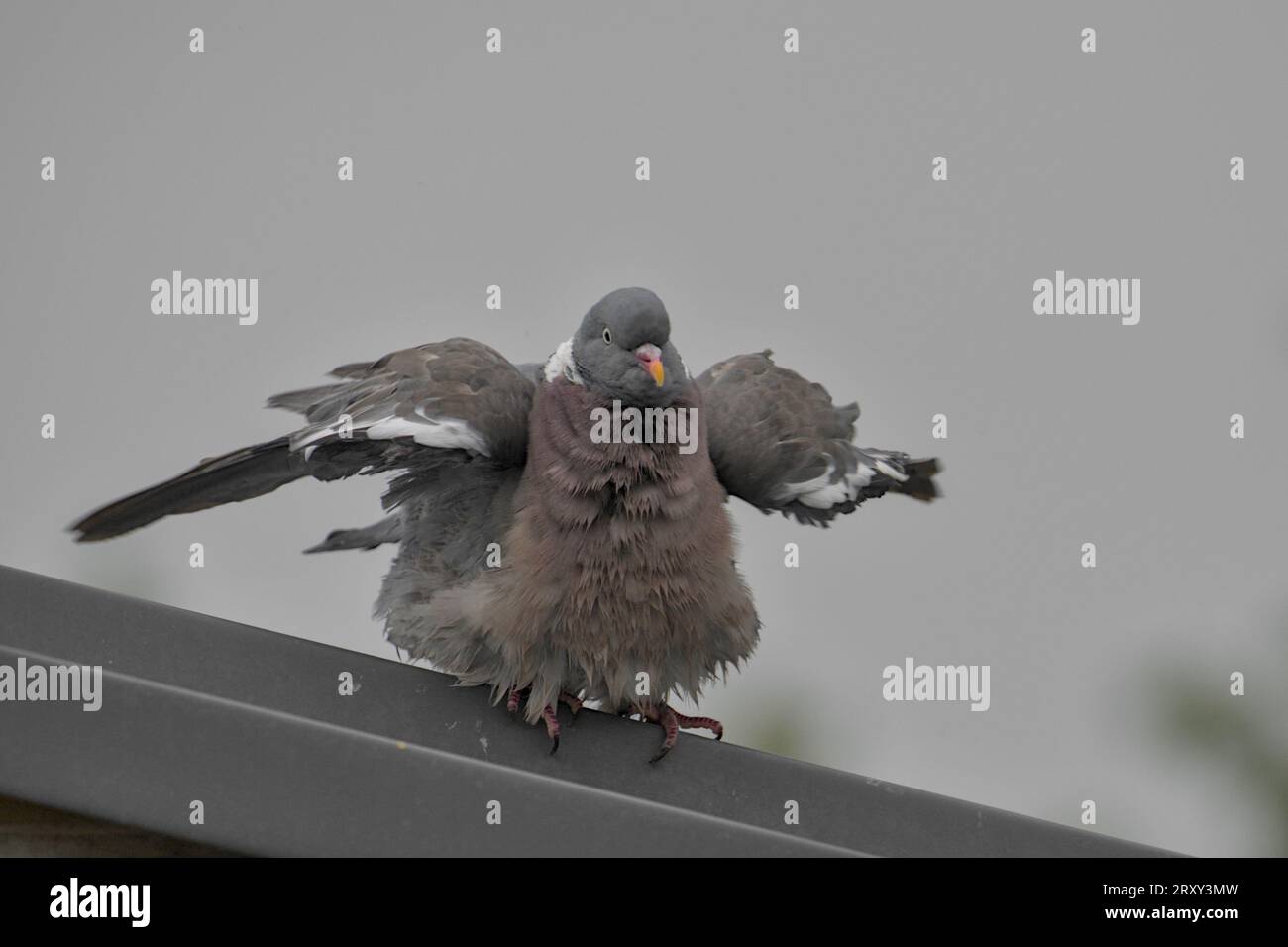 pigeon assis sur le toit en zone urbaine, grande ville de Hambourg, froissant les plumes après avoir pris soin de son plumage Banque D'Images