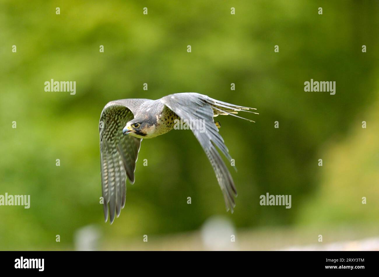 Faucon pèlerin (Falco peregrinus), Hesse, Allemagne, Europe Banque D'Images