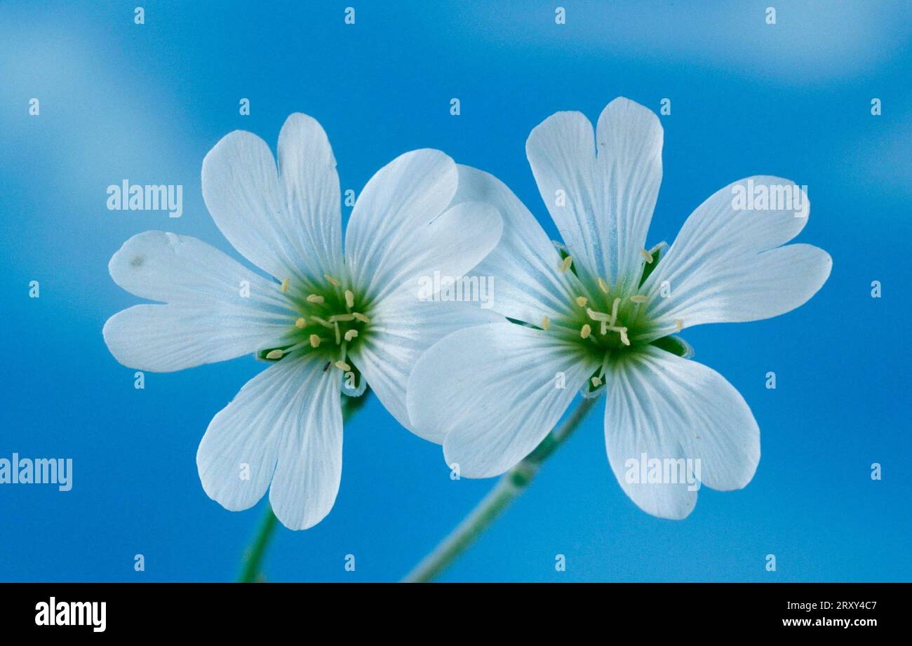 Chickweed des champs, chickweed des champs (Cerastium arvense), europe, fleurs, fleurs, plantes, plantes, œillets (Caryophyllaceae) Banque D'Images