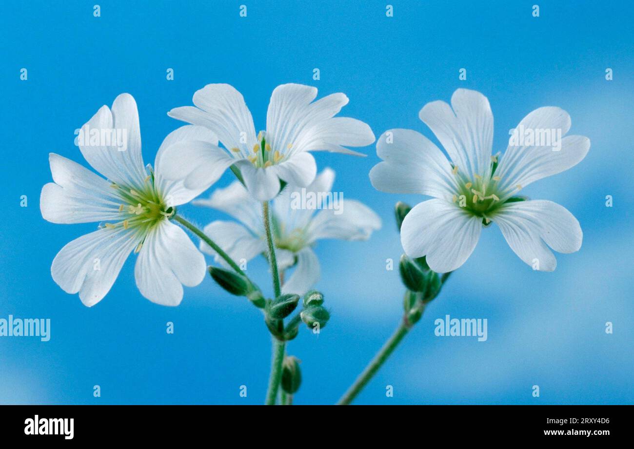 Chickweed des champs, chickweed des champs (Cerastium arvense), europe, fleurs, fleurs, plantes, plantes, œillets (Caryophyllaceae) Banque D'Images