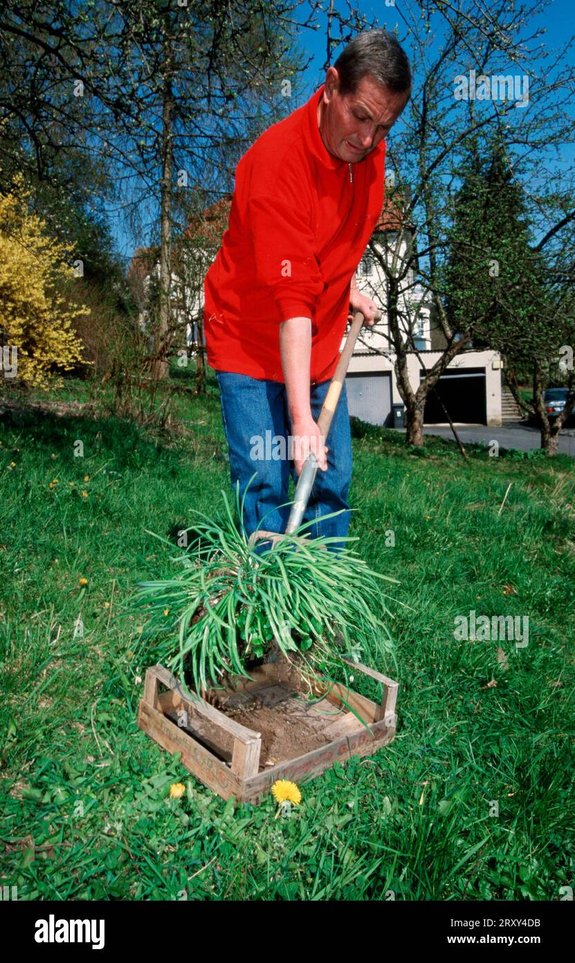 Homme plantant des gouttes de neige (Galanthus nivalis), Allemagne Banque D'Images