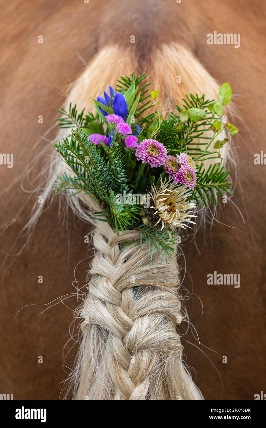 Cheval Haflinger (Equus) avec décoration florale sur la queue, séparation des bovins, Almabtrieb, Wertach, Alpes Allgaeu, Bavière, Allemagne Banque D'Images