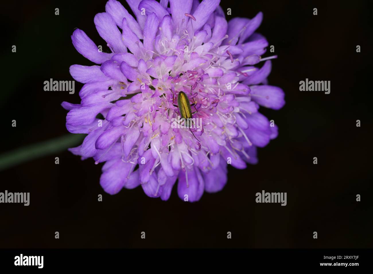 Chrysanthia geniculata famille Oedemeridae genre Chrysanthia insecte de la nature sauvage Photographie, image, papier peint Banque D'Images