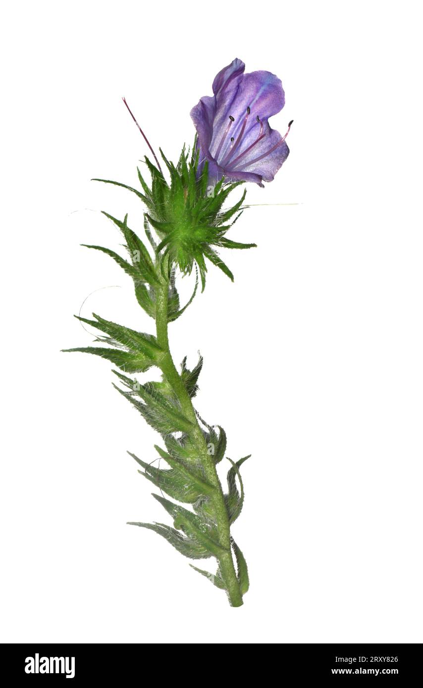 Viper's-bugloss violet - Echium plantagineum Banque D'Images