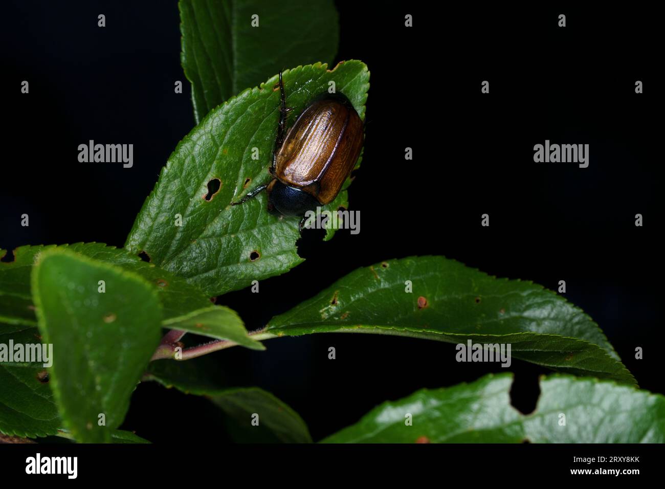 Anomala dubia famille Scarabaeidae genre anomala Dune Chafer nature sauvage photographie d'insectes, image, papier peint Banque D'Images