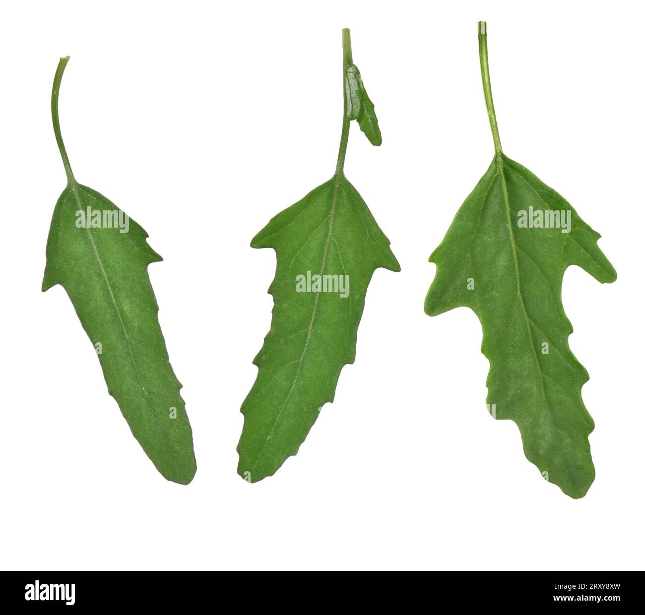 Goosefoot à feuilles de figue - Chenopodium ficifolium Banque D'Images