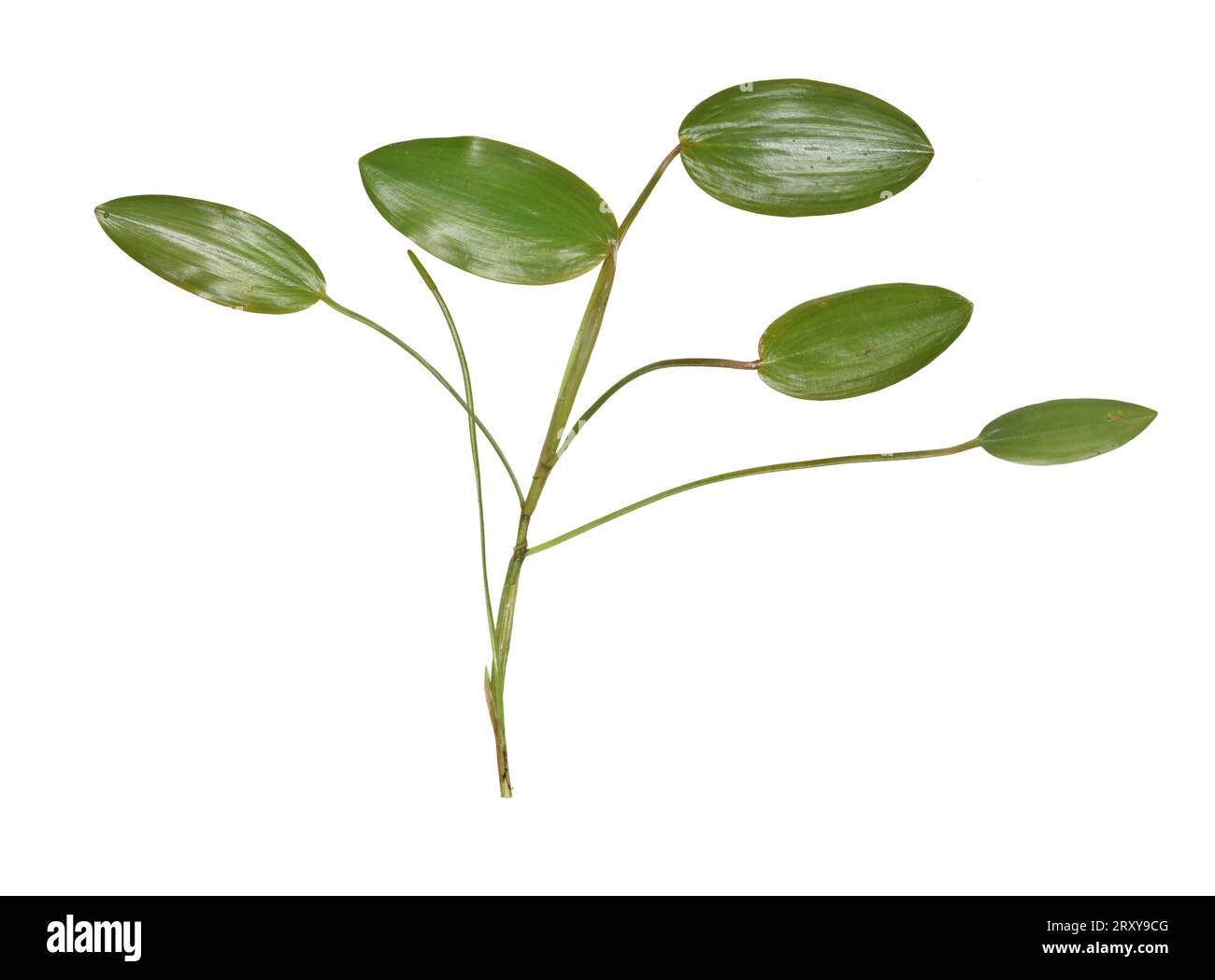 Pondweed à feuilles larges - Potamogeton natans Banque D'Images