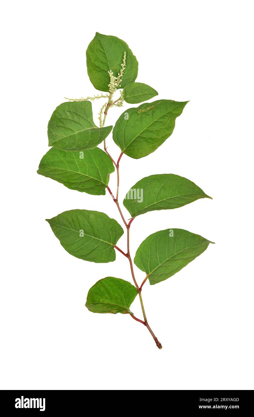 Japonais Knotweed - Reynoutria japonica Banque D'Images