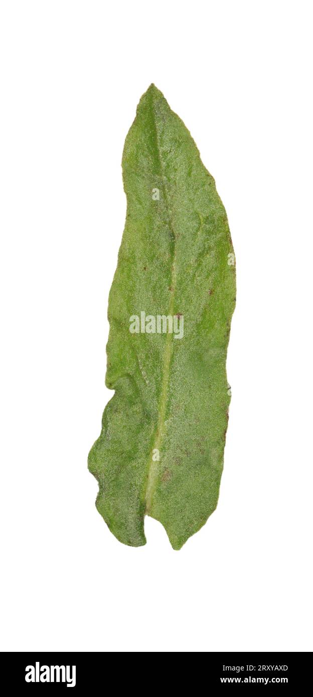 Petit Fleabane - Pulicaria vulgaris Banque D'Images