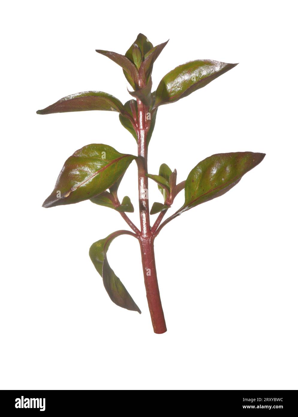 Hampshire - Ludwigia palustris-pourpier Banque D'Images