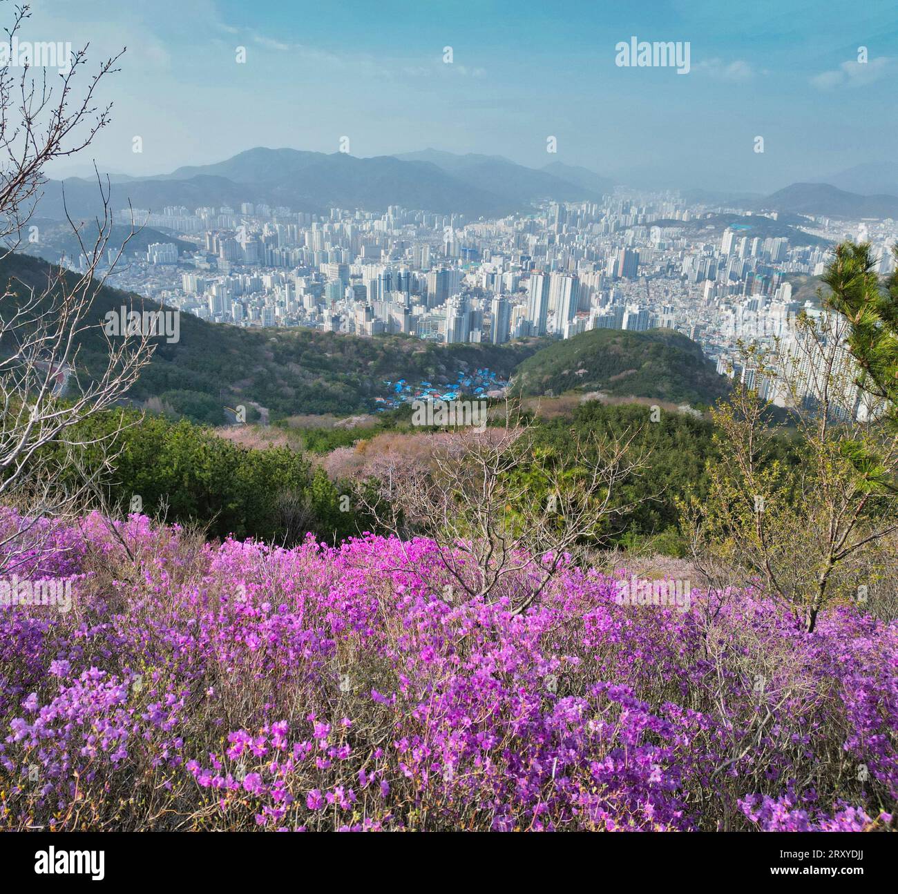 Fleurs de printemps fleurissant dans le village mulmangol et la ville de busan, busan, Corée du Sud, Asie Banque D'Images