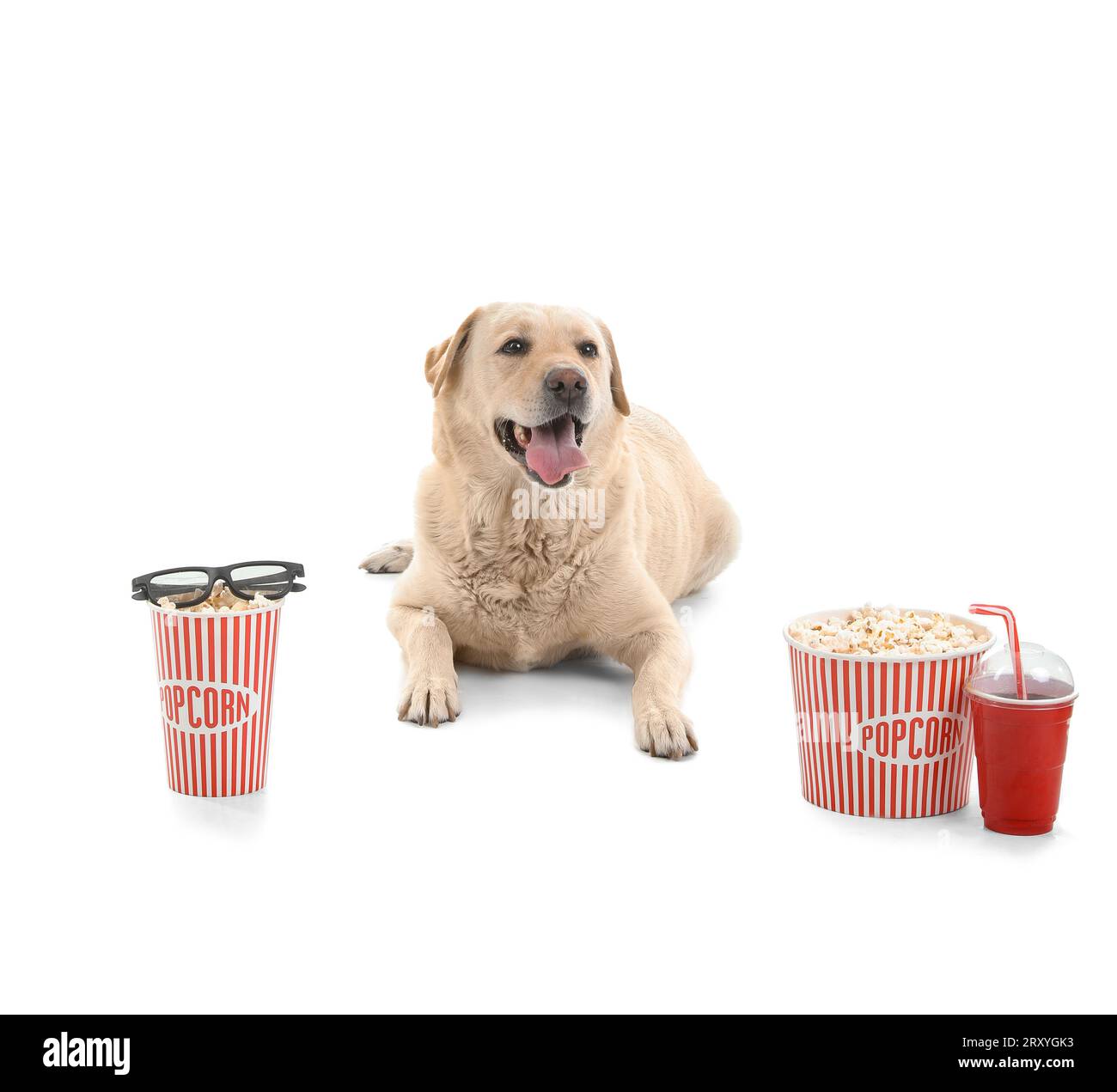 Chien Labrador mignon avec des seaux de pop-corn, tasse de soda et lunettes de cinéma 3D reposant sur fond blanc Banque D'Images