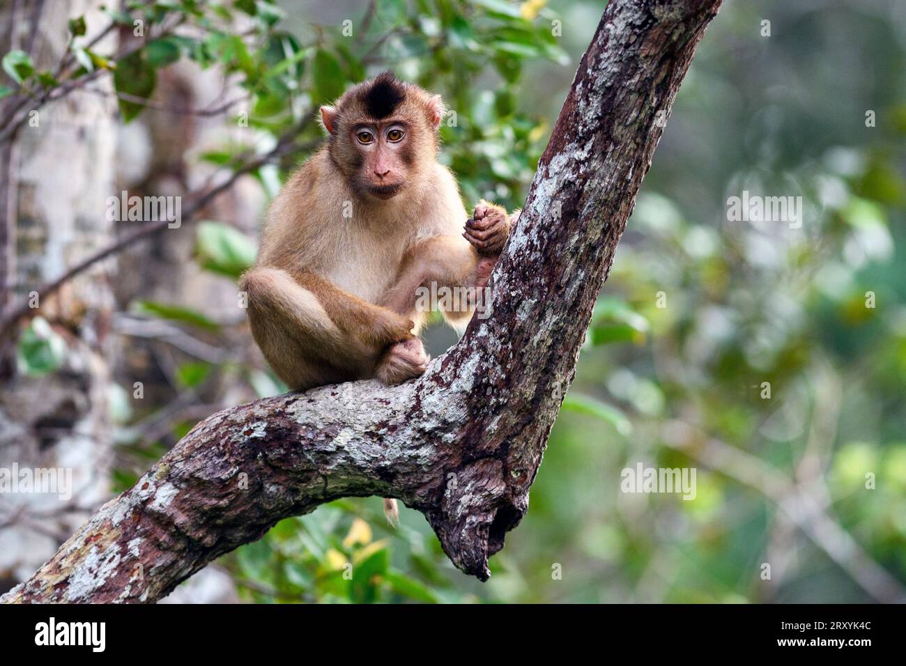 Macaque à queue de porc du sud (Macaca nemestrina) du parc national de Tanjung Puting, Kalimantan, Bornéo, Indonésie. Banque D'Images