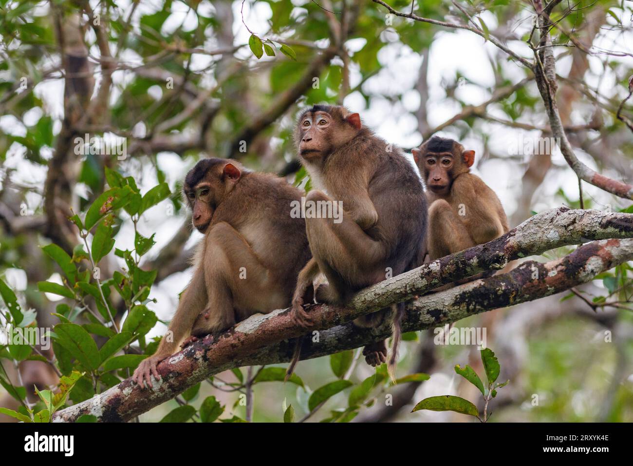 Famille de macaques à queue de porc (Macaca nemestrina) du parc national de Tanjung Puting, Kalimantan, Bornéo, Indonésie. Banque D'Images