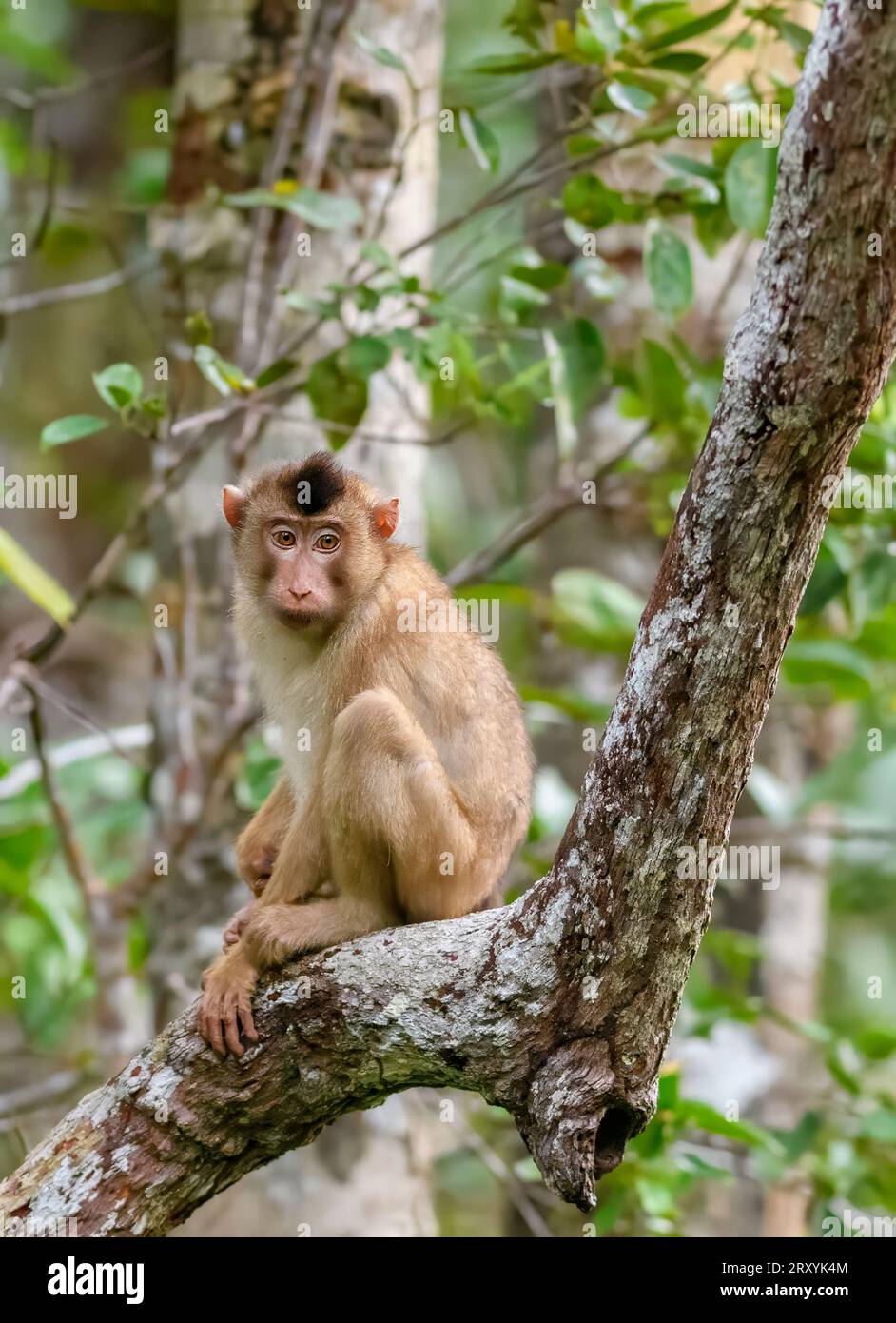 Macaque à queue de porc du sud (Macaca nemestrina) du parc national de Tanjung Puting, Kalimantan, Bornéo, Indonésie. Banque D'Images