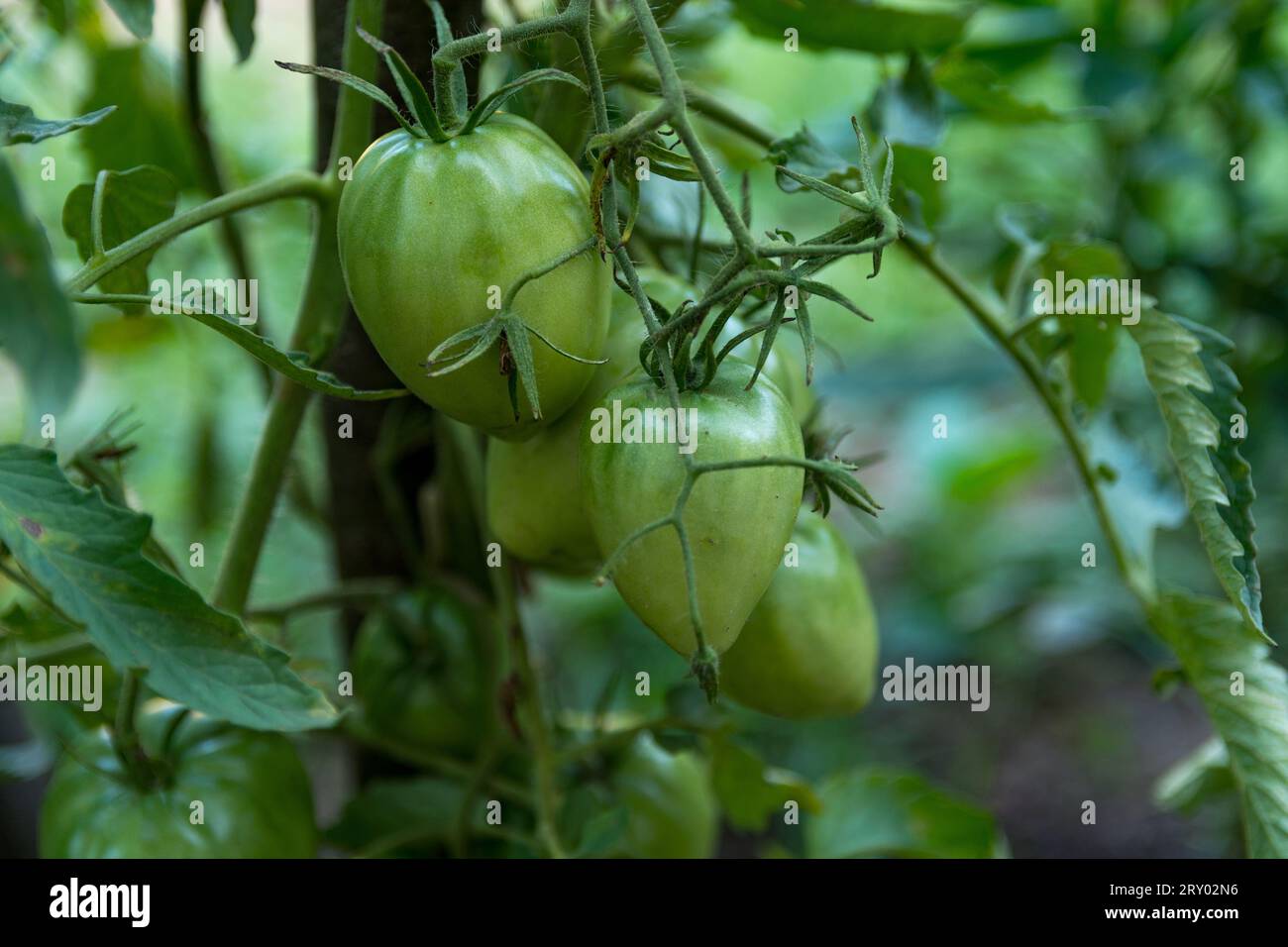 Tomates cultivées bio accrochées à la vigne, encore jeunes et vertes, un jour d'été dans le jardin. Concept agricole, gros plan Banque D'Images