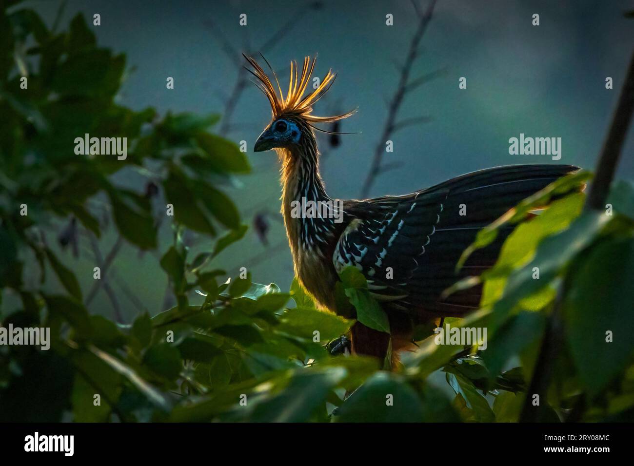 Gros plan hoatzin oiseau de forêt tropicale la nuit caché dans l'arbre avec rétro-éclairage Banque D'Images