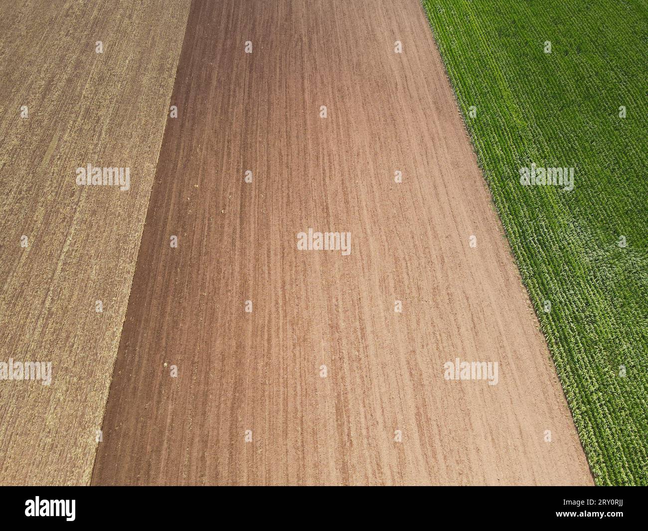 Vue aérienne des champs agricoles avec sol et maïs vert en été Banque D'Images