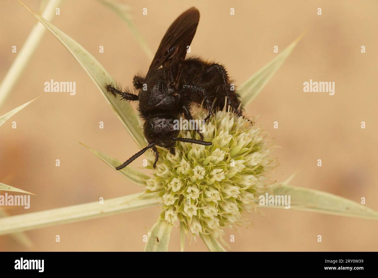 Gros plan sur une guêpe inoffensive de la méditerranée scollide , Scolia hirta sur eryngo de champ, Eryngium campestre Banque D'Images