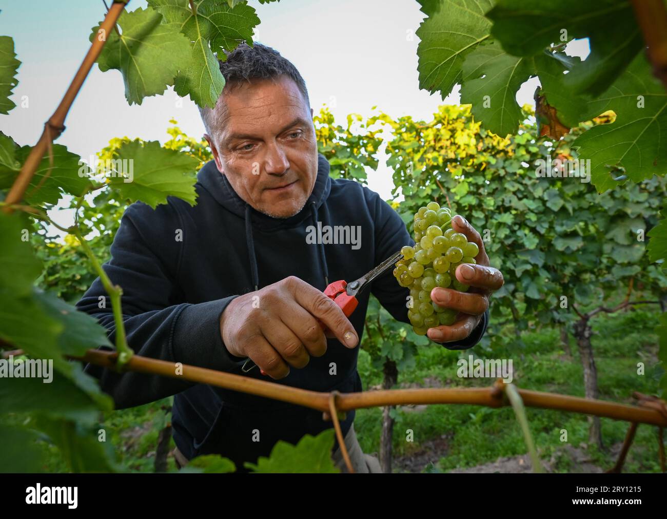 28 septembre 2023, Brandenburg, Pillgram : Matthias Jahnke, directeur général de la cave Patke, récolte les raisins du cépage Kerner tôt le matin. La viticulture dans le Brandebourg devient de plus en plus populaire. En 2014, Matthias Jahnke, directeur général de Weingut Patke, a planté les 1500 premières vignes. À ce jour, la superficie est passée à onze hectares. 15 variétés de vignes différentes ont été plantées à ce jour. Photo : Patrick Pleul/dpa Banque D'Images