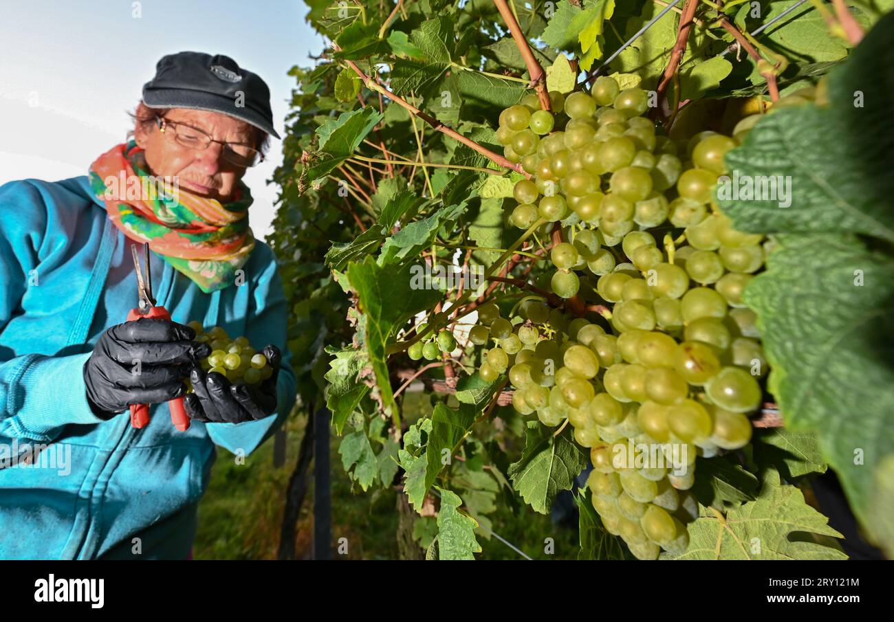 28 septembre 2023, Brandebourg, Pillgram : Dagmar Bigesse, une assistante de la cave Patke, récolte les raisins de la variété Kerner tôt le matin. La viticulture dans le Brandebourg devient de plus en plus populaire. En 2014, Matthias Jahnke, directeur général de Weingut Patke, a planté les 1500 premières vignes. À ce jour, la superficie est passée à onze hectares. 15 variétés de vignes différentes ont été plantées à ce jour. Photo : Patrick Pleul/dpa Banque D'Images