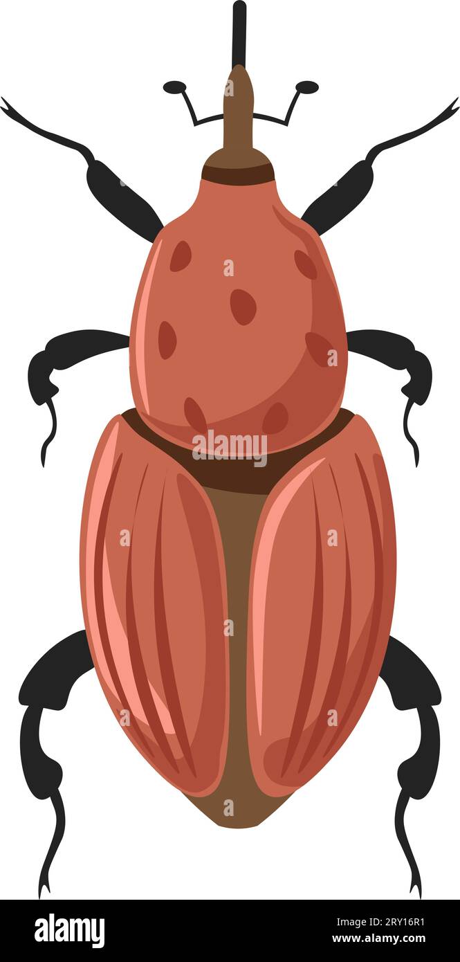 Insecte Rhynchophorus ferrugineus charançon rouge de palmier Illustration de Vecteur