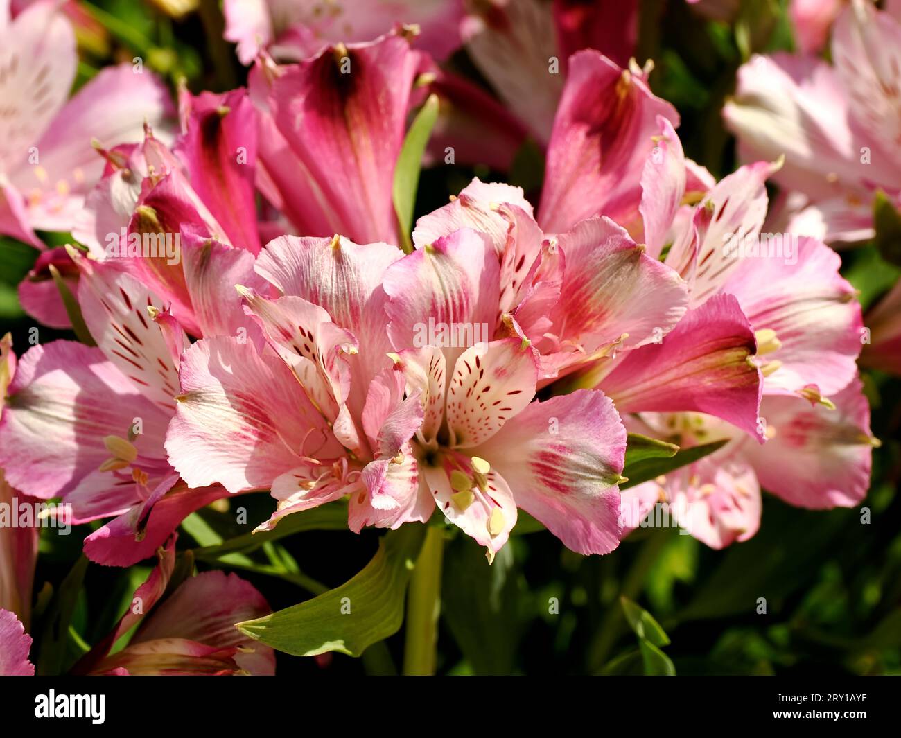 Rouge et jaune de macro fleur de lys péruviens (Alstroemeria aurantiaca) Banque D'Images