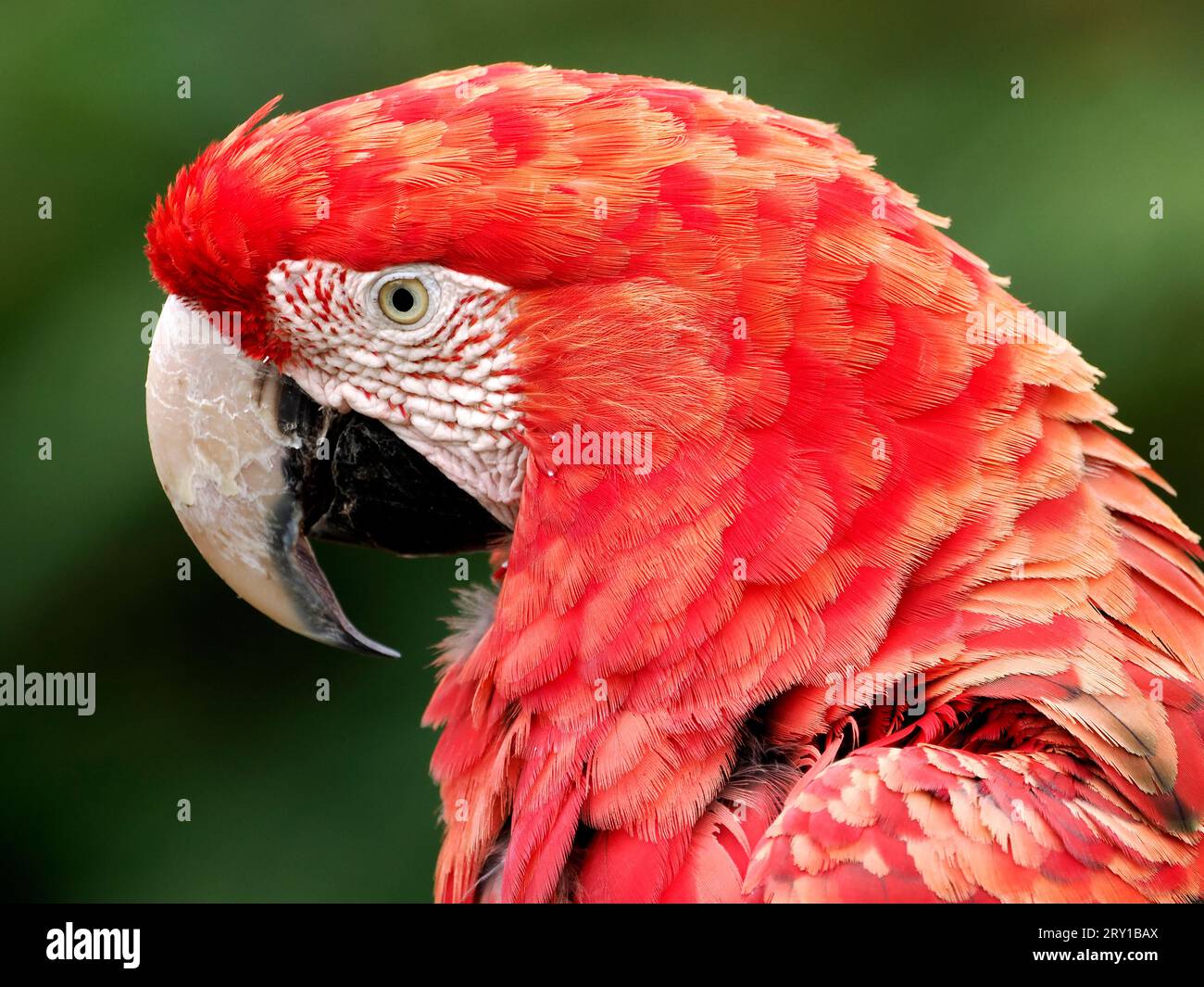 Portrait de profil green-winged macaw (Ara chloroptera ou chloropterus) Banque D'Images