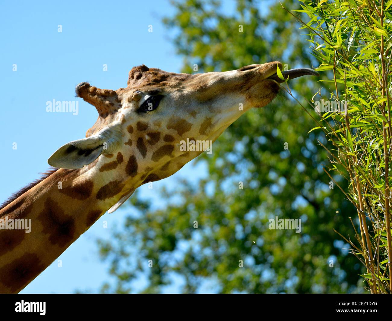 Portrait de profil de Girafe (Giraffa camelopardalis) manger les feuilles Banque D'Images