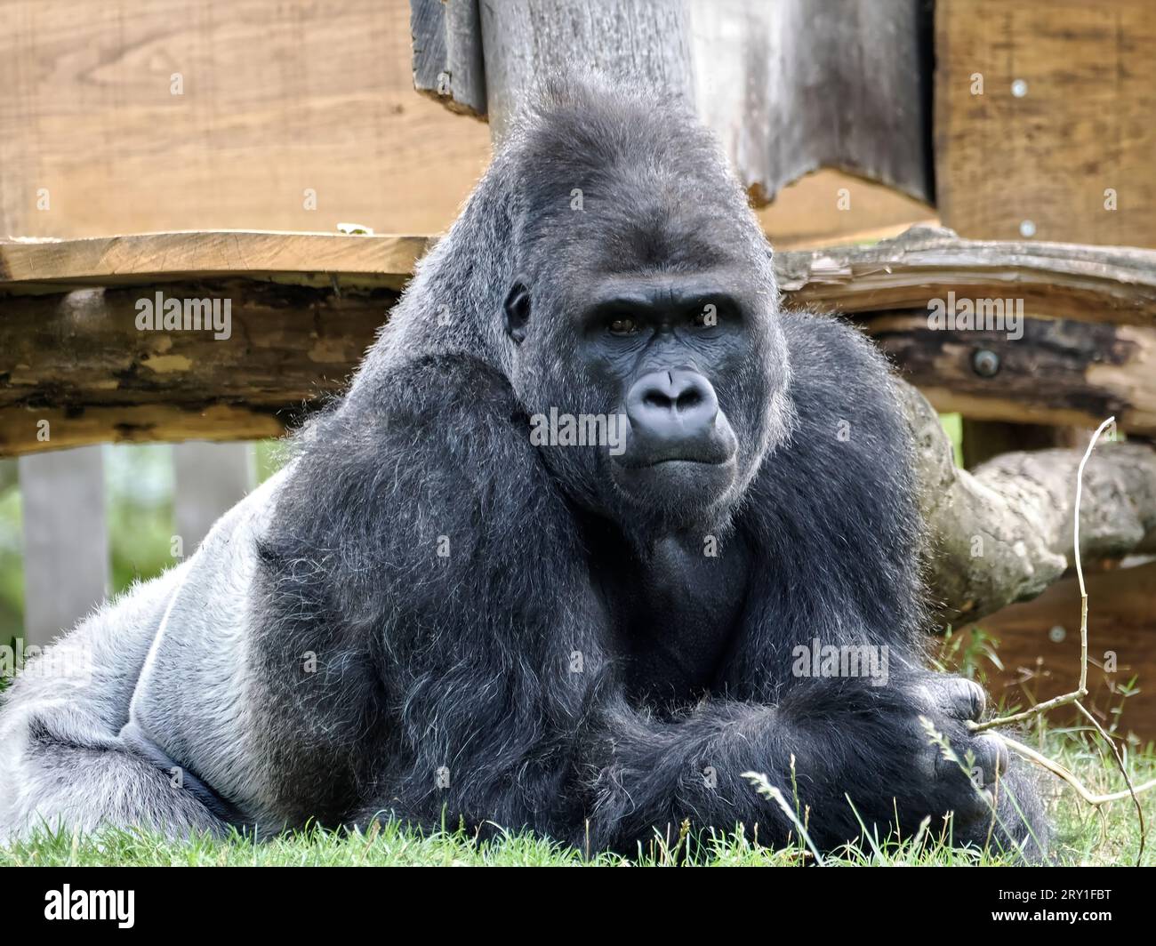 Gros plan gorille mâle (Gorilla gorilla) couché sur l'herbe Banque D'Images