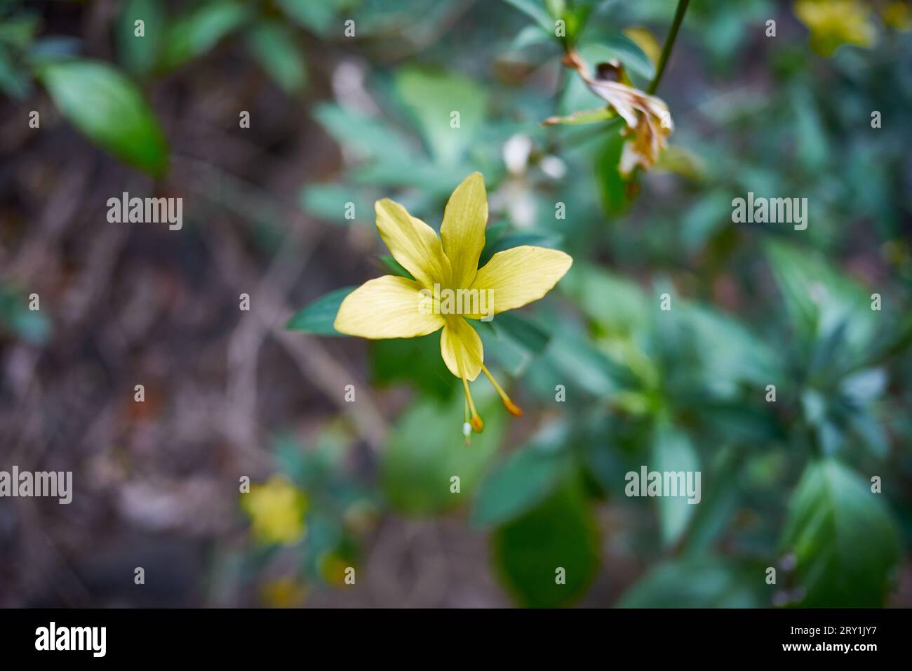 Kaate Koranti, connue sous son nom scientifique de Barleria cuspidata. Banque D'Images